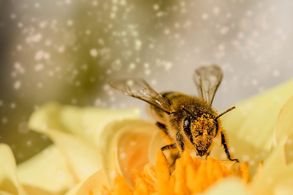 Bienenprodukte