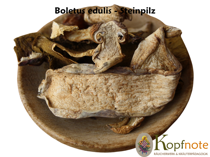 Steinpilz - Boletus edulis