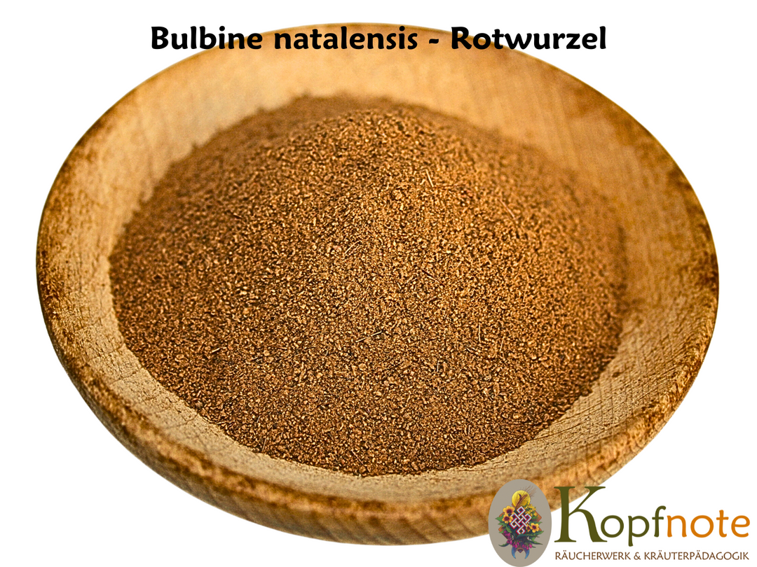 Rotwurzel - Bulbine natalensis