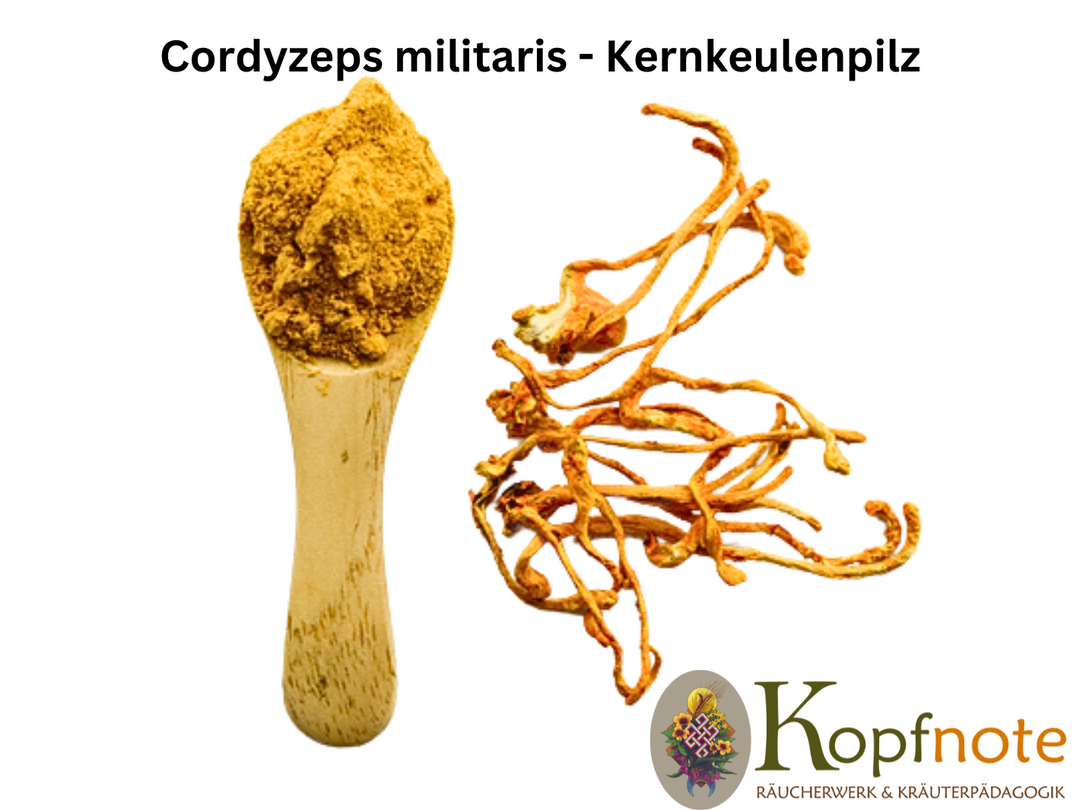 Kernkeule - Cordyzeps militaris