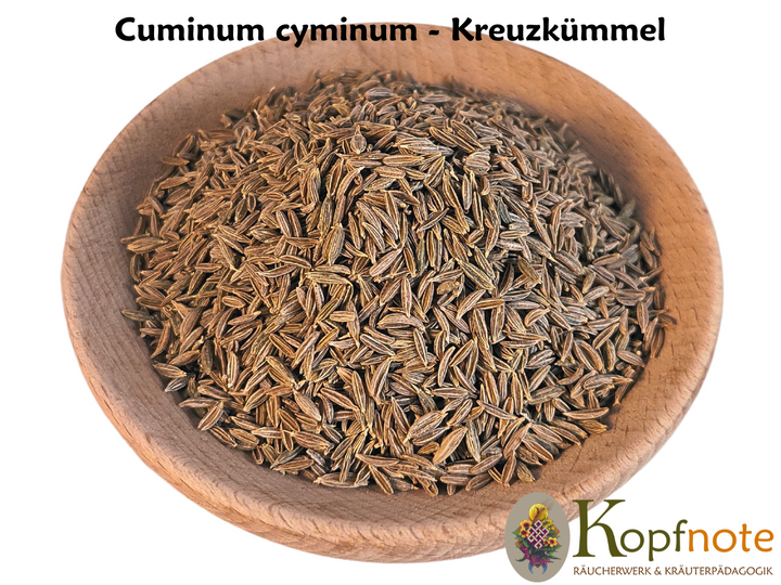 Kreuzkümmel - Cuminum cyminum