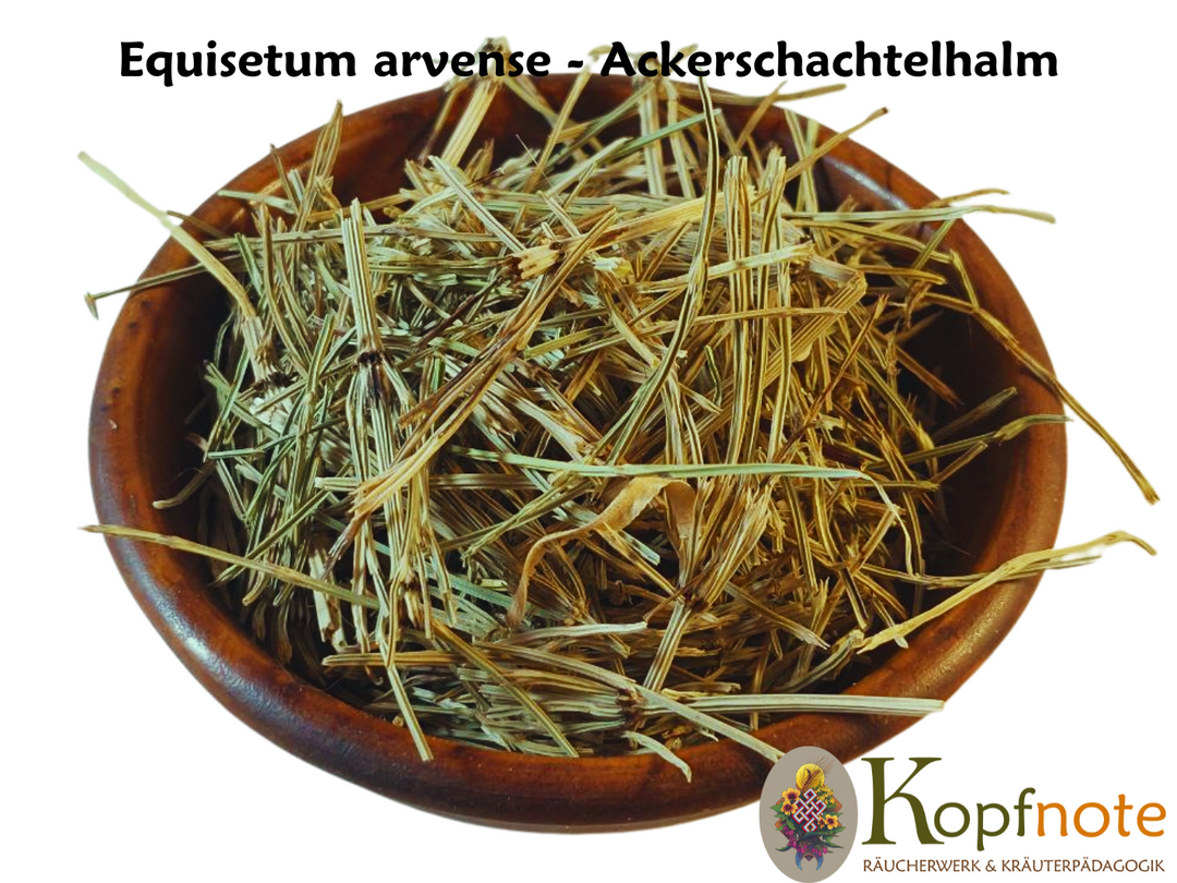 Ackerschachtelhalm - Equisetum arvense