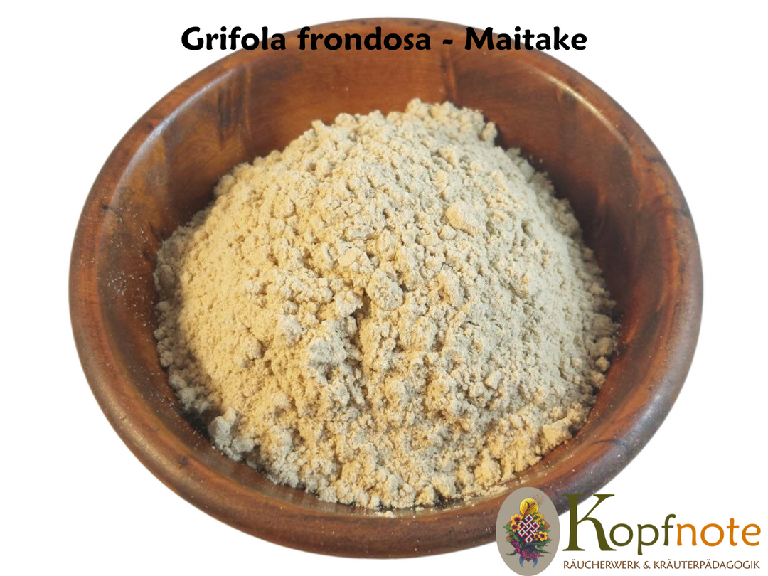 Maitake - Grifola frondosa