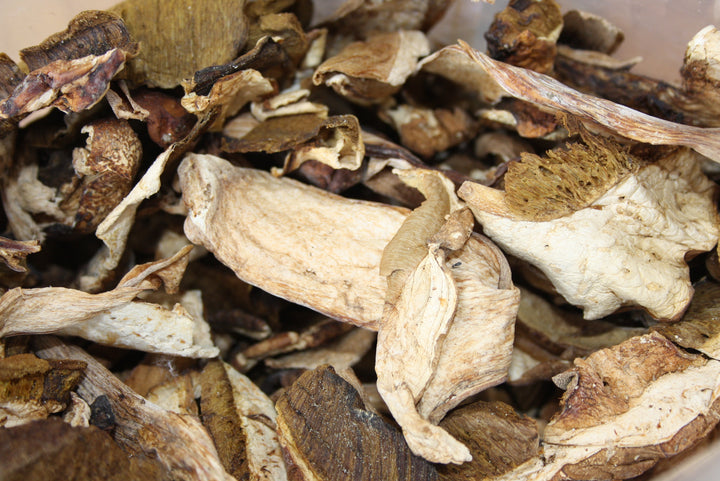 Steinpilz - Boletus edulis