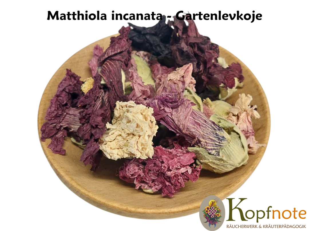 Garten Levkoje - Matthiola incana