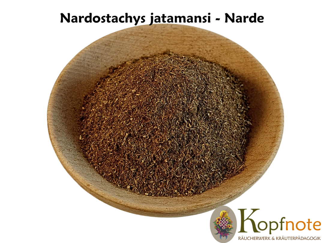 Nardenwurzel - Nardostachys jatamansi