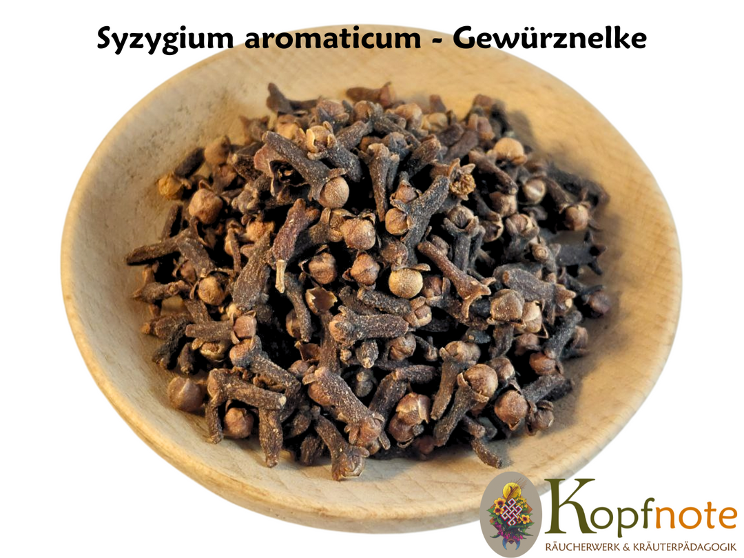 Gewürznelke - Syzygium aromaticum