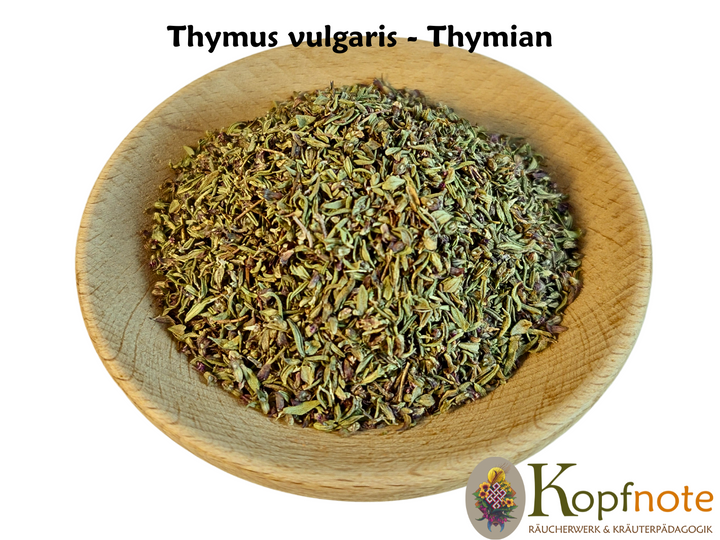 Thymian - Thymus vulgaris