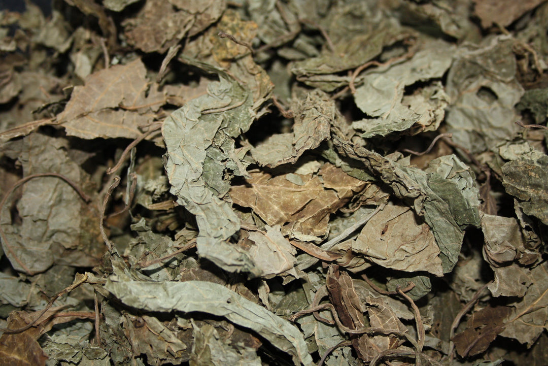 Aztekensalbei - Salvia divinorum