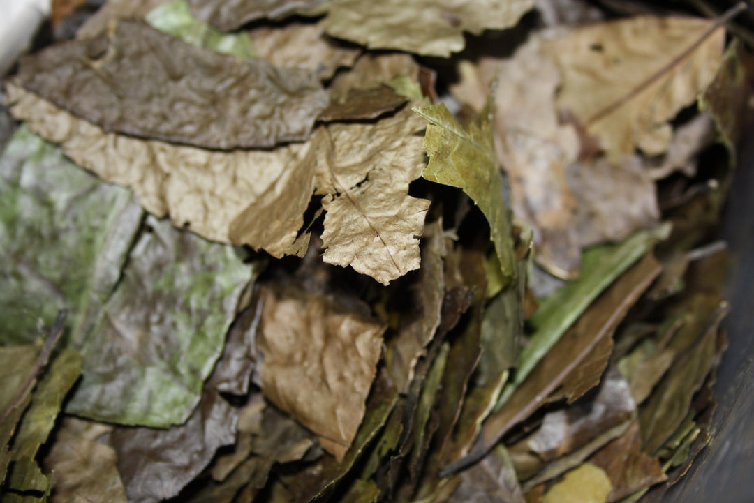 Guayusa - Ilex guayusa