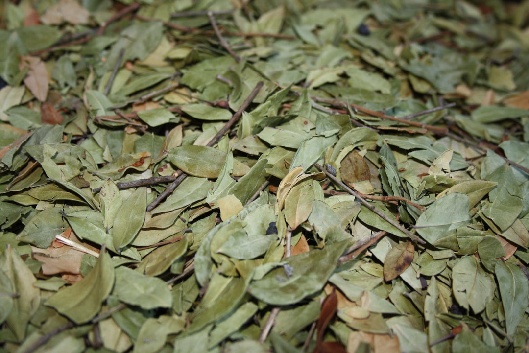 Myrte - Myrtus communis