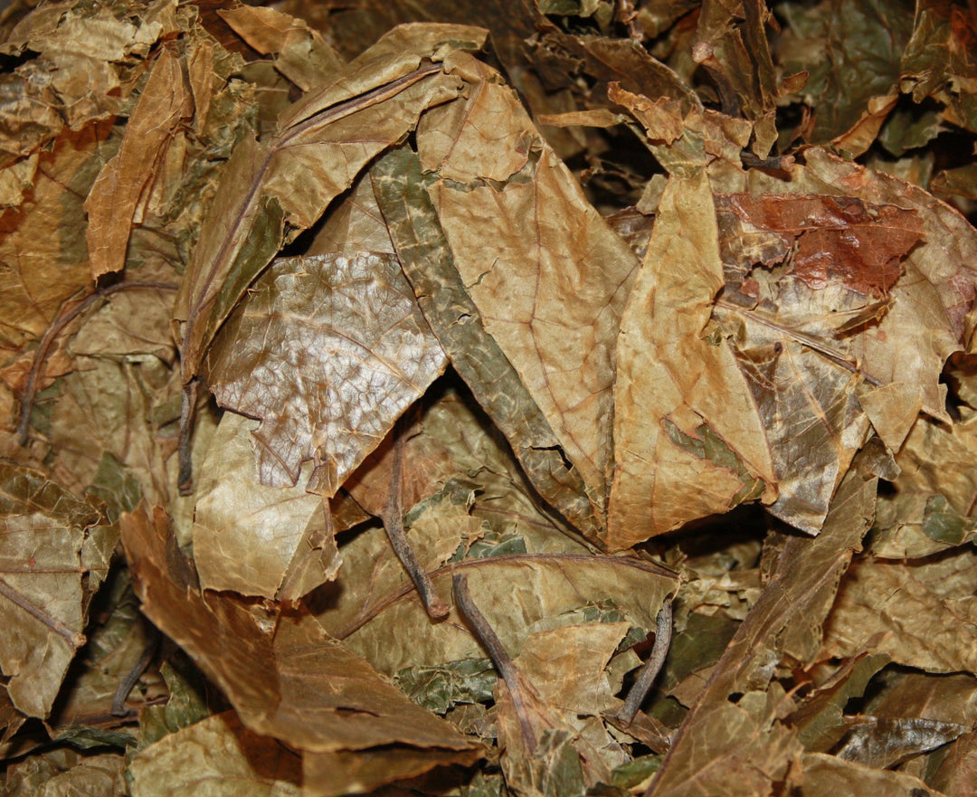 Chaliponga - Diplopterys cabrerana