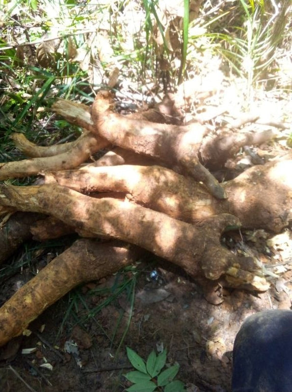 Tongkat Ali - Eurycoma longifolia