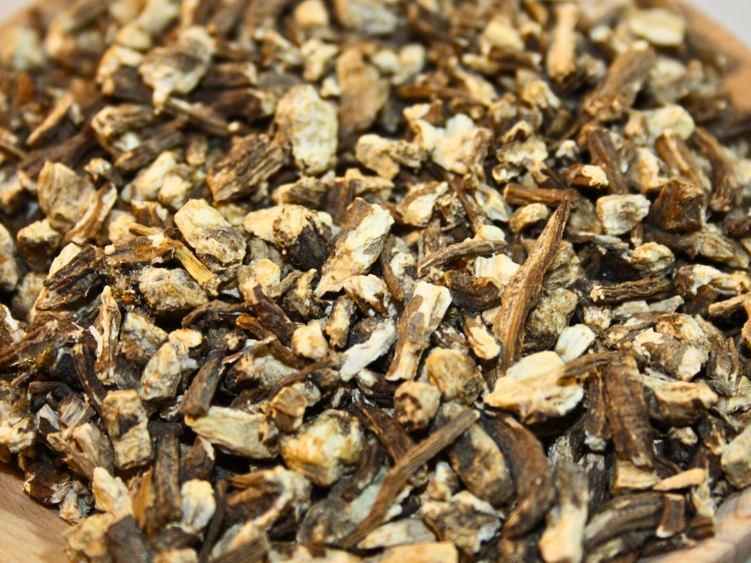 Angelikawurzel - Angelica archangelica