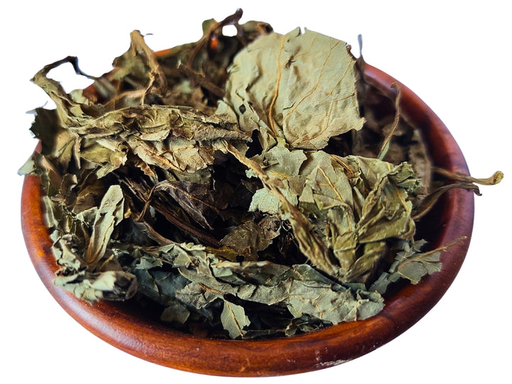 Aztekensalbei - Salvia divinorum