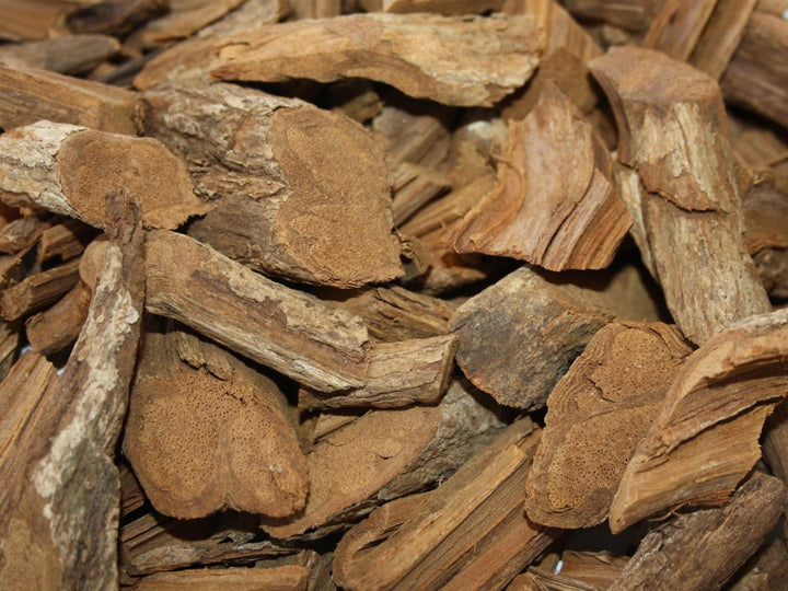 Banisteriopsis caapi - Gelbe Liane