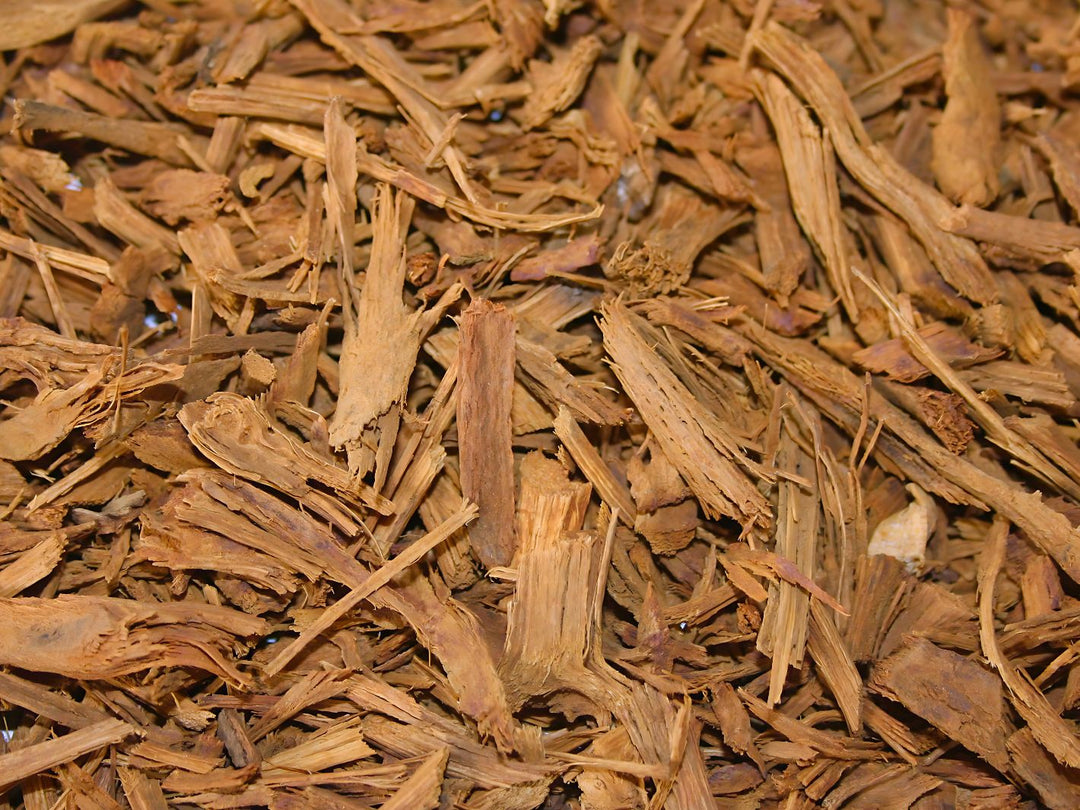 Banisteriopsis muricata - Rote Liane