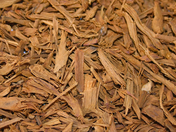 Banisteriopsis muricata - Rote Liane