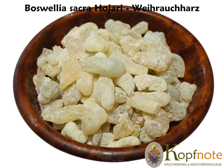 Weihrauch Oman "Hojari" weiß - Boswellia sacra