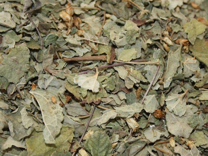 Calea Traumkraut