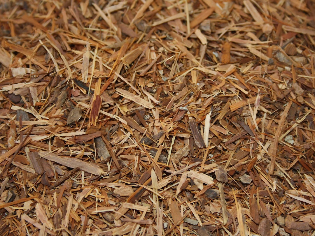 Catuaba - Trichilia catigua