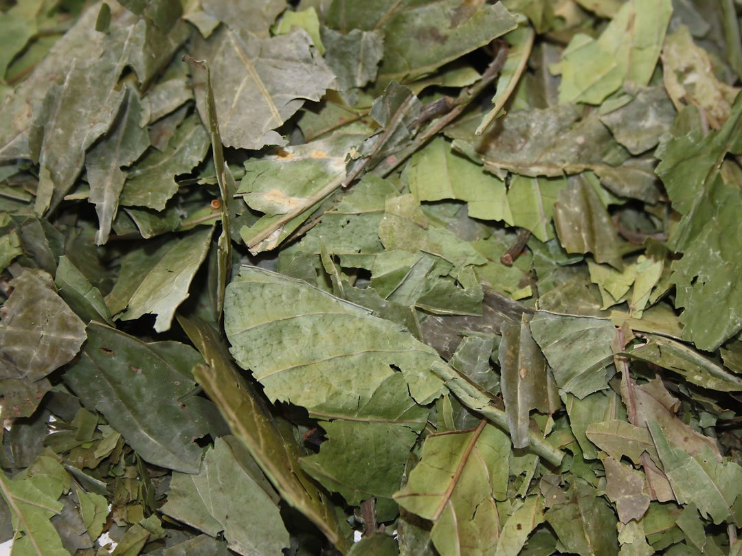 Chacruna - Psychotria viridis