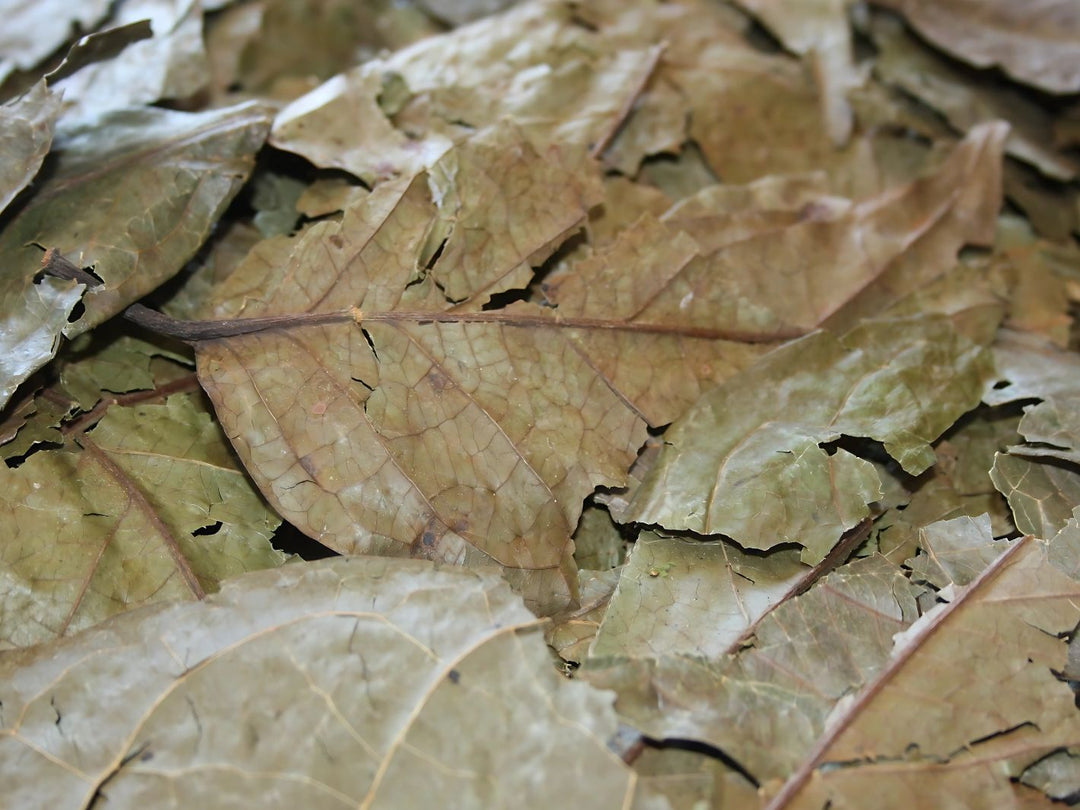 Chaliponga - Diplopterys cabrerana