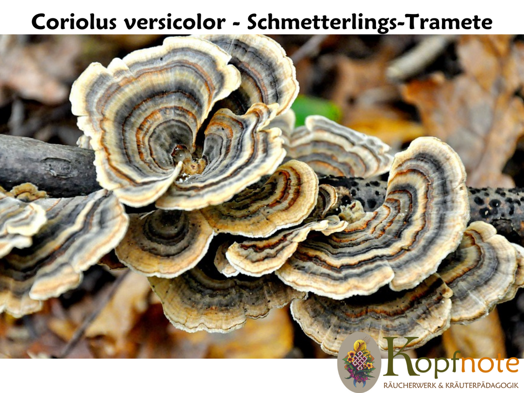 Schmetterlings-Tramete - Coriolus versicolor