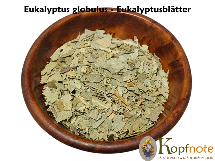 Eukalyptus Blätter - Eucalyptus globulus