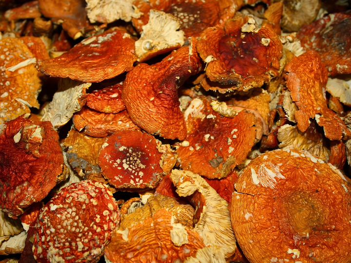 Fliegenpilz - Amanita muscaria