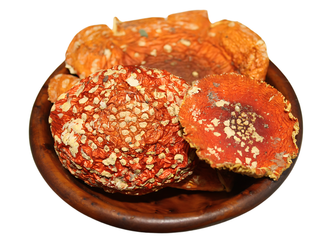 Fliegenpilz - Amanita muscaria