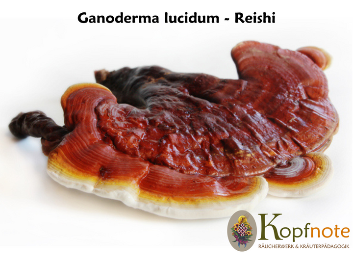 Reishi - Ganoderma lucidum