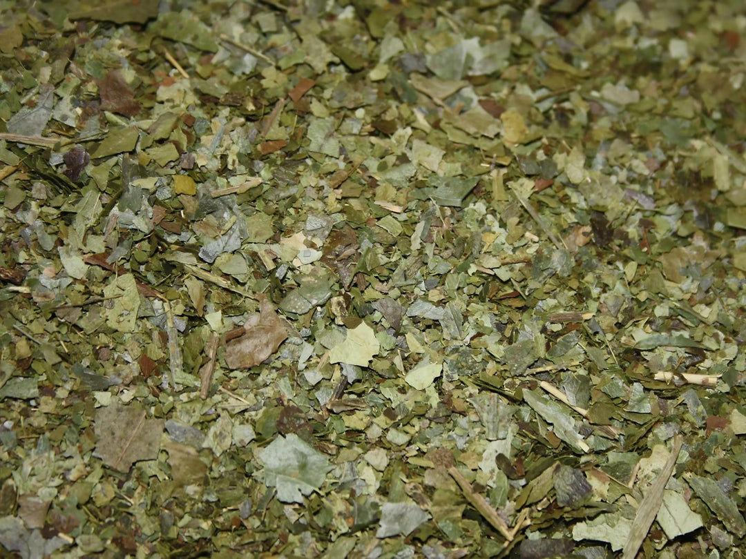 Guayusa - Ilex guayusa