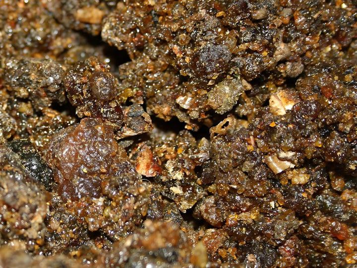 Guggul - Commiphora mukul