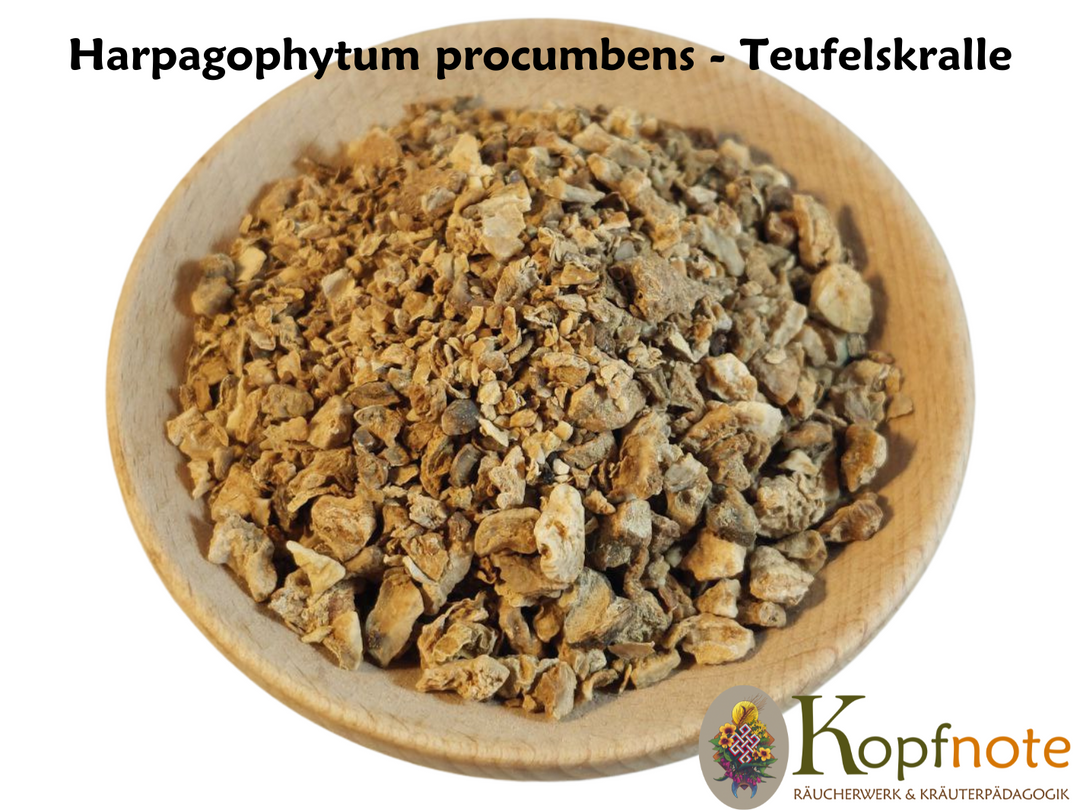 Teufelskralle - Harpagophytum procumbens