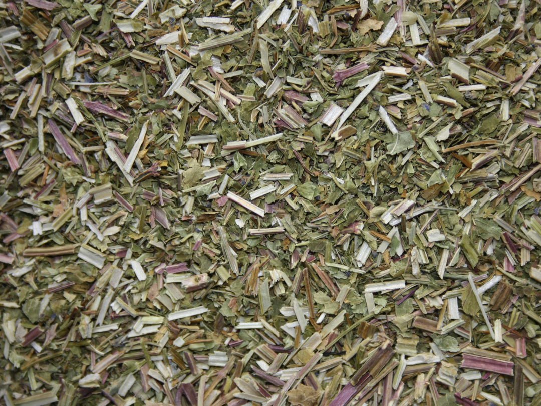 Helmkraut - Scutellaria lateriflora