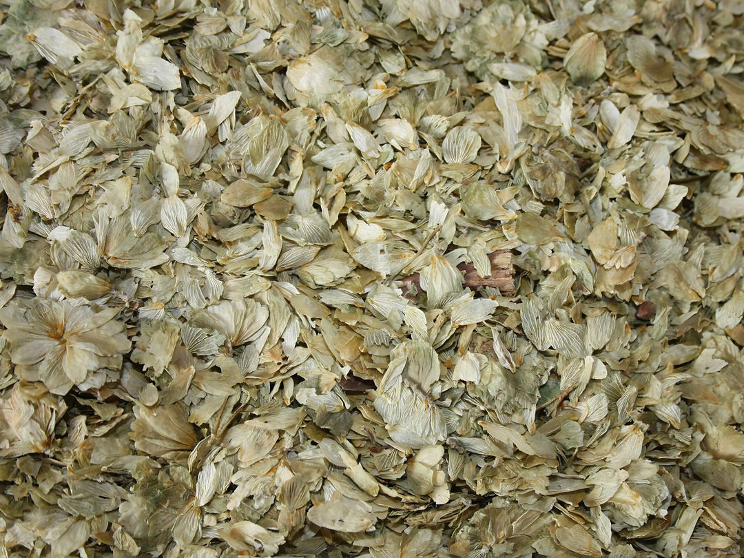 Hopfenblüten - Humulus lupulus
