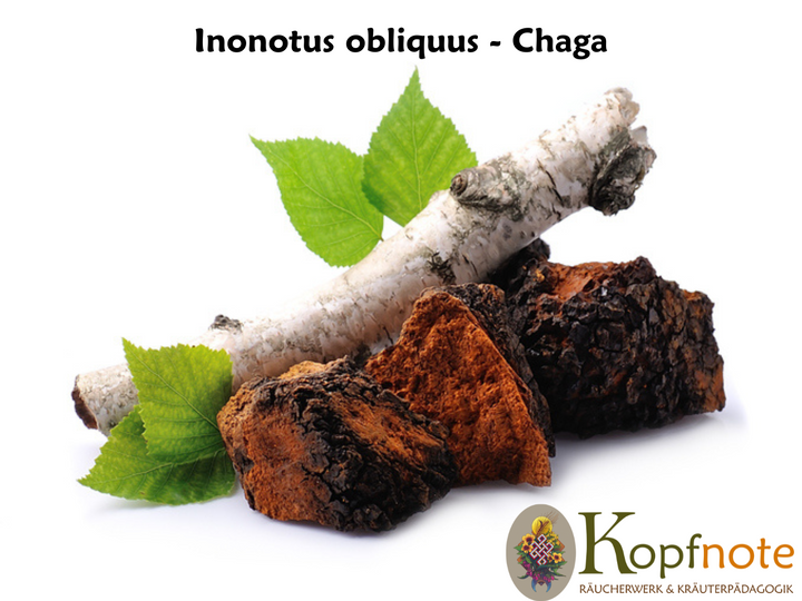 Chaga - Inonotus obliquus