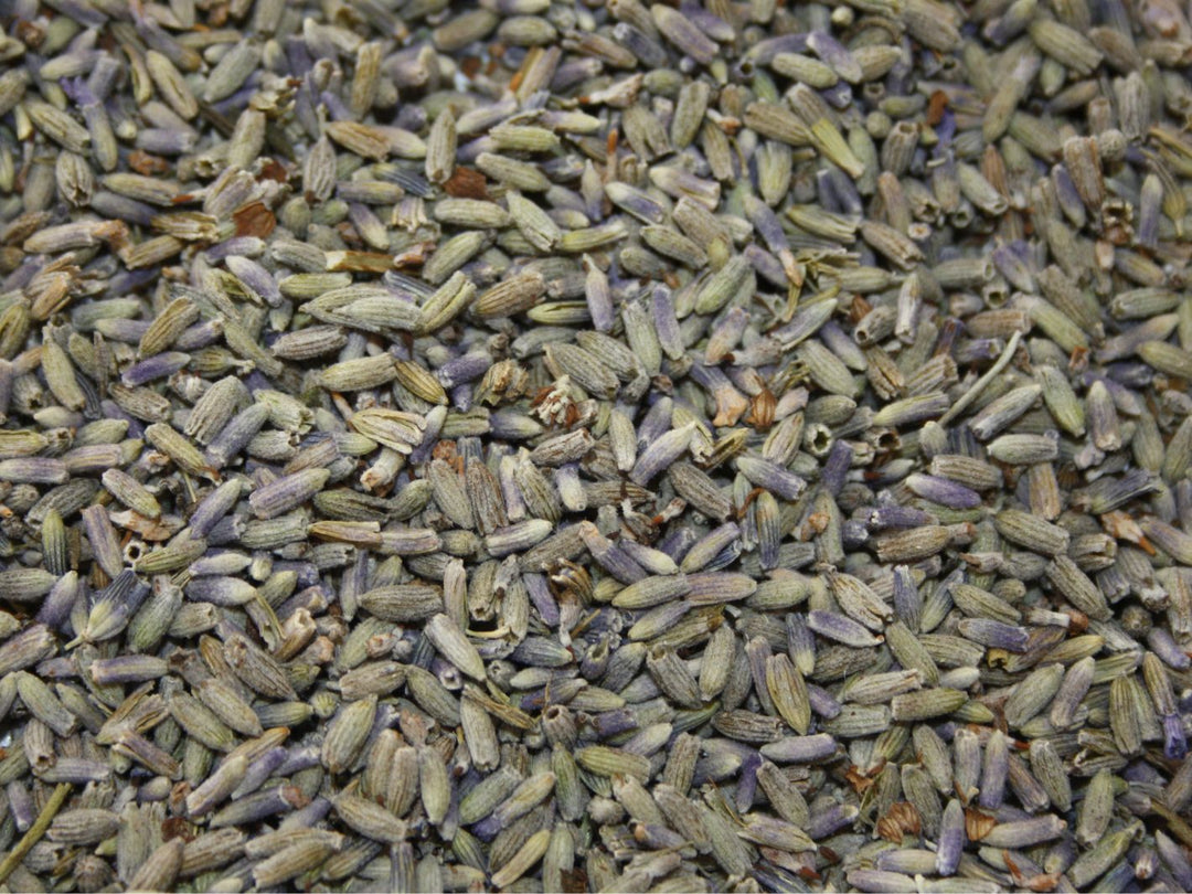 Lavendel - Lavendula angustifolia