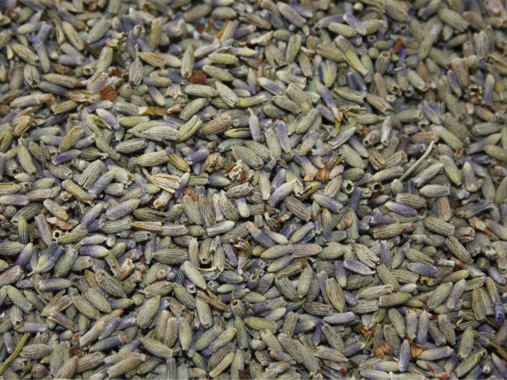 Lavendel - Lavendula angustifolia