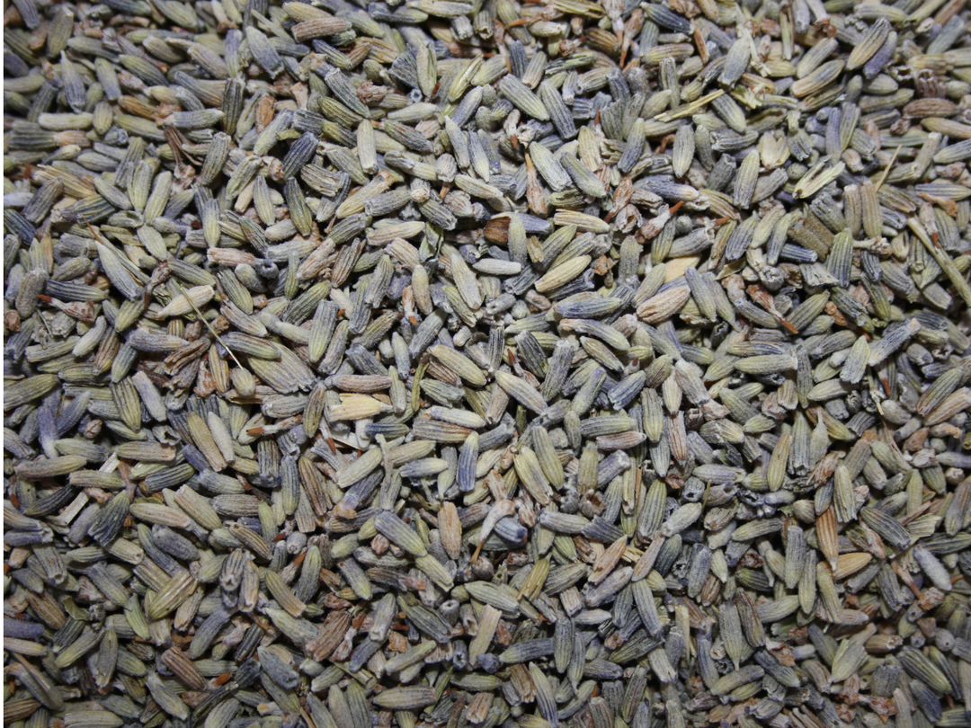 Lavendel - Lavendula hybrida