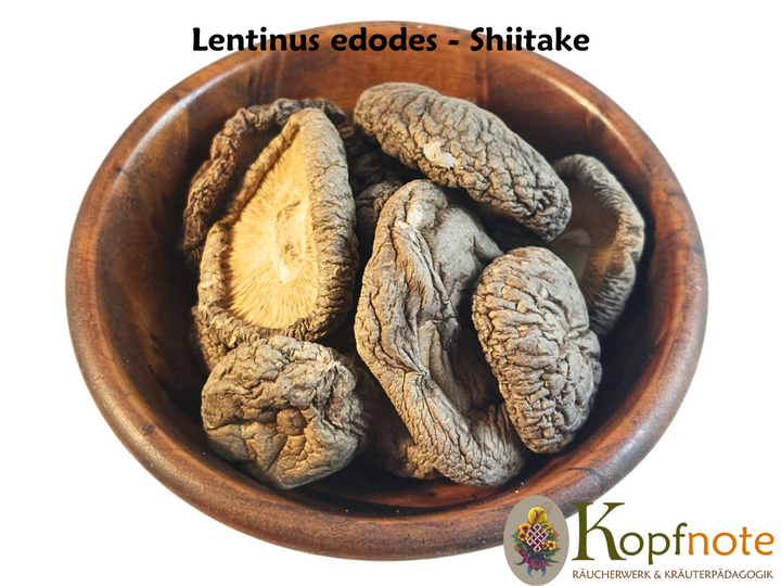 Shiitake - Lentinus edodes