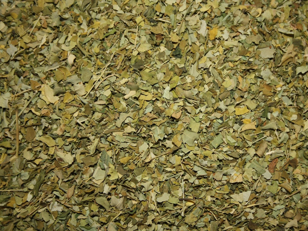 Moringa Blätter - Moringa oleifera