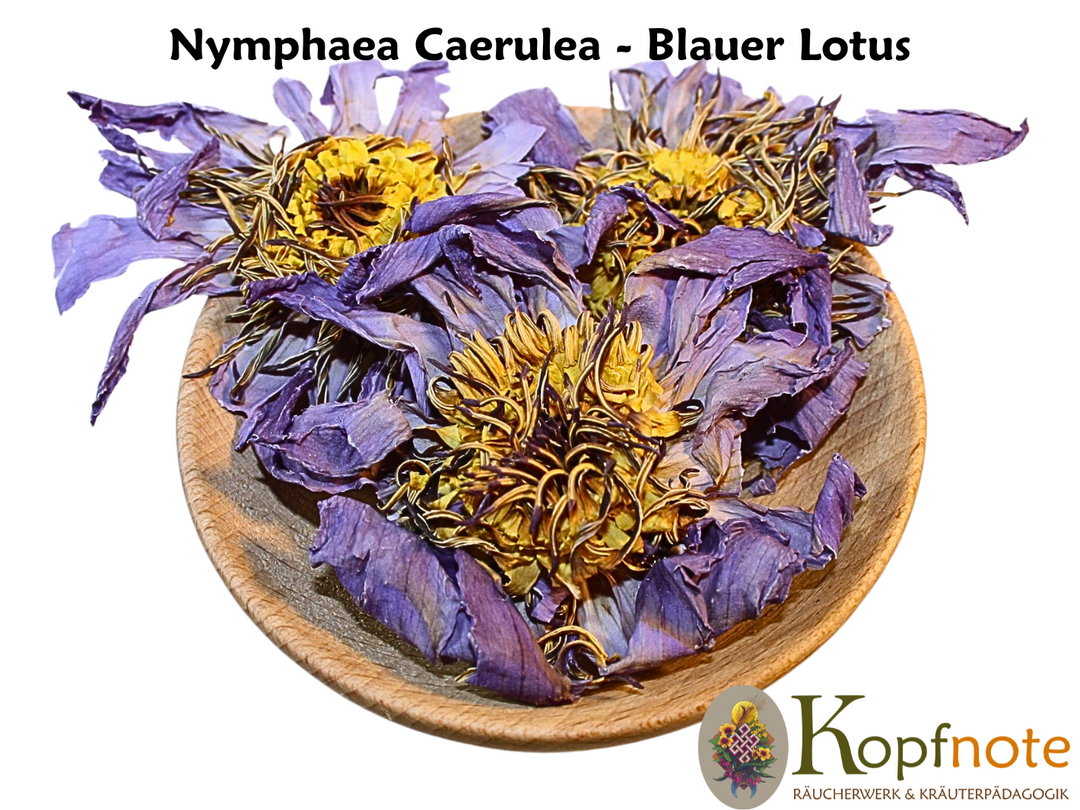 Blauer Lotus - Nymphaea caerulea