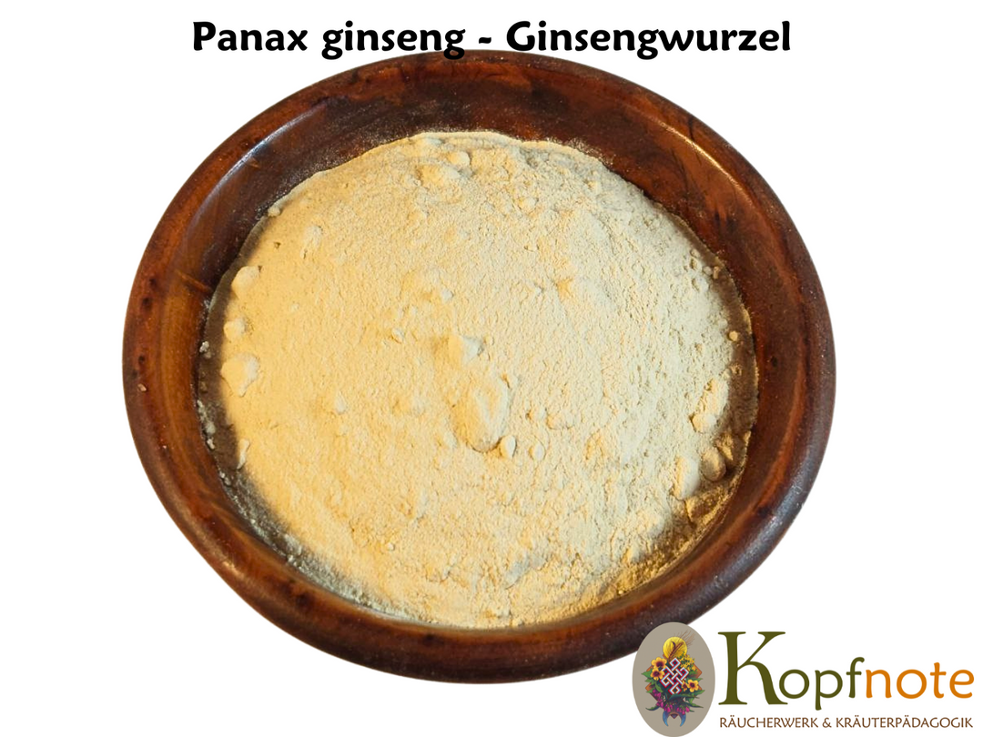 Ginsengwurzel - Panax ginseng