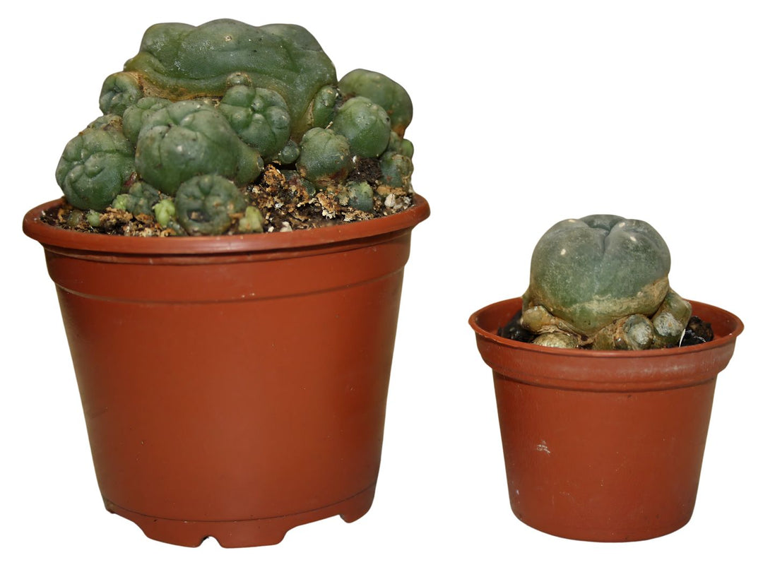 Peyote - Lophophora williamsii Lebendpflanze