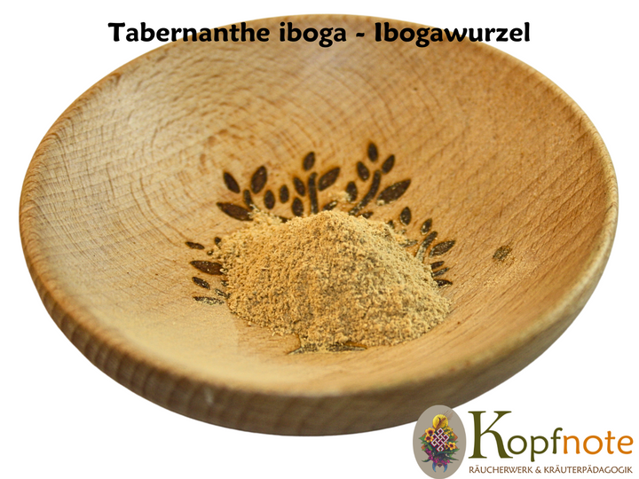 Iboga Wurzelrinde - Tabernanthe iboga