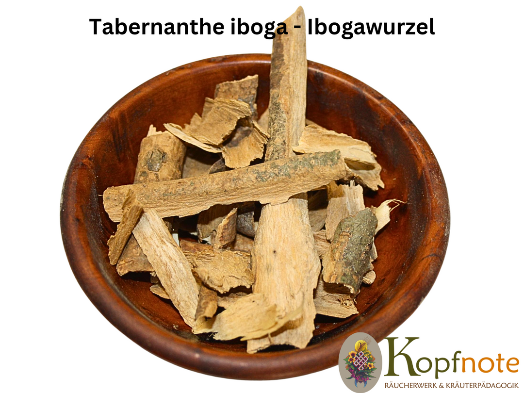 Iboga Wurzelrinde - Tabernanthe iboga