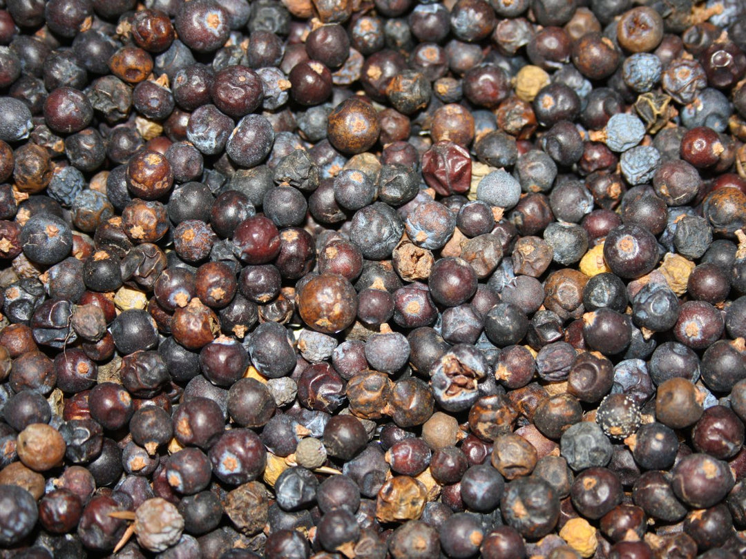 Wacholderbeeren - Juniperus communis