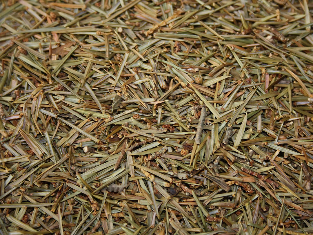 Wacholderspitzen - Juniperus communis
